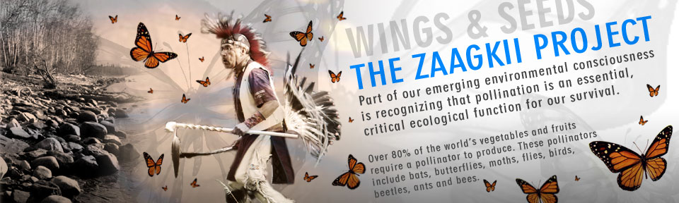 Wings and Seeds – The Zaagkii Project